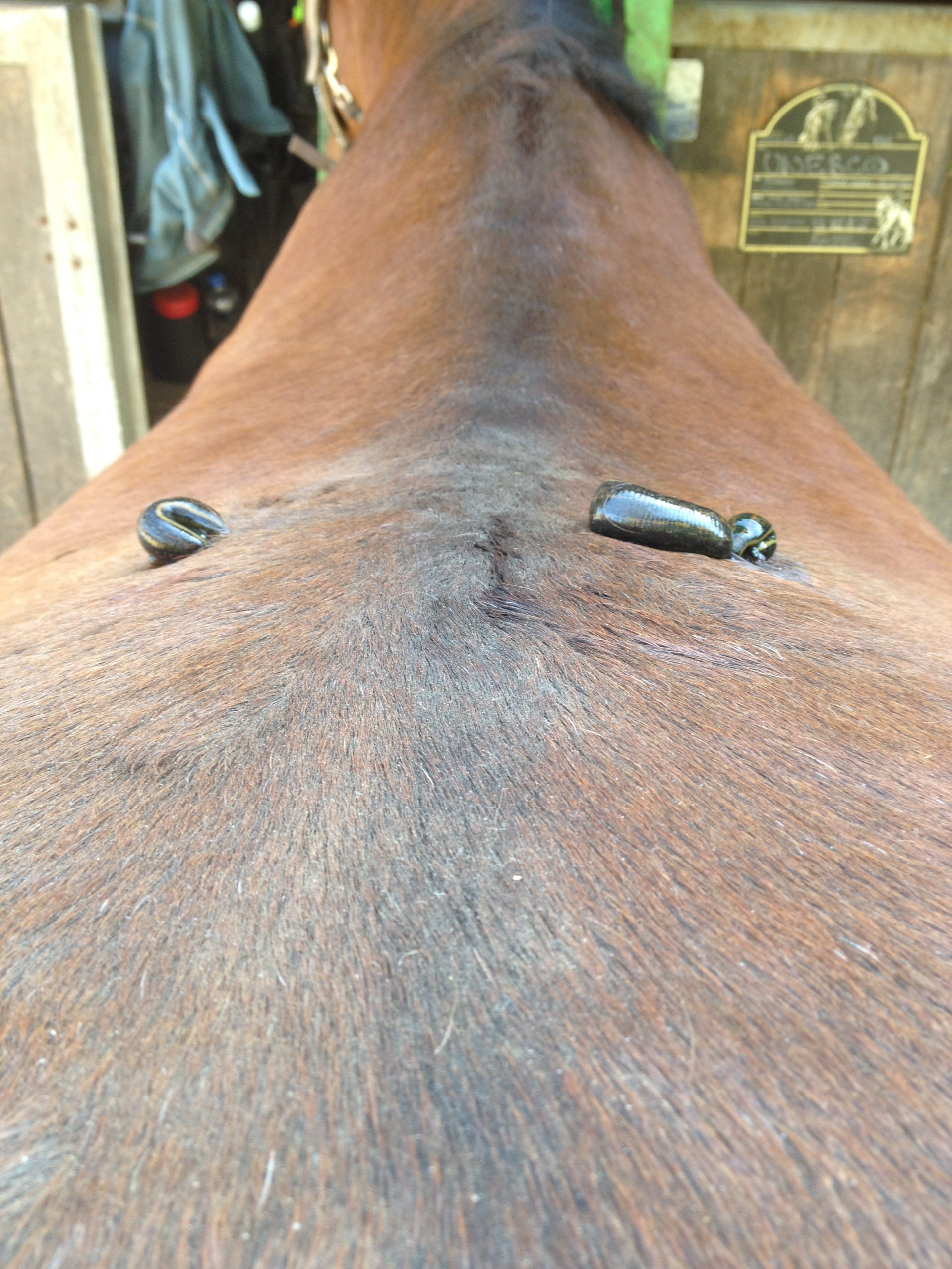 Blutegeltherapie am Pferd